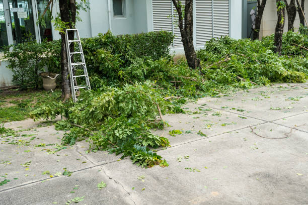 Dead Tree Removal in Paxtonia, PA